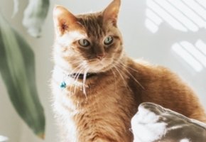 covid-19-gatos