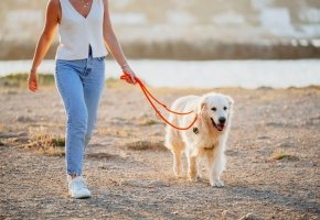 Dog with pet owner at the beach