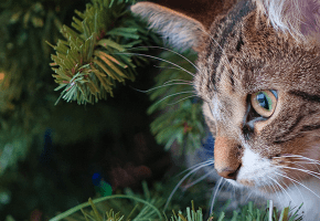 navidad-gato