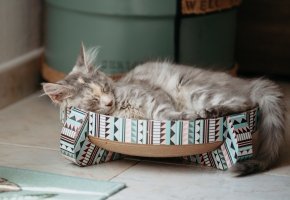 Kitten sleeping