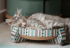 Kitten_sleeping in a basket_indoor_alone_advice