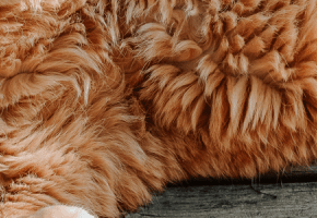 mi-gato-duerme