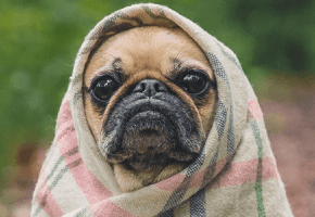 perros_frio