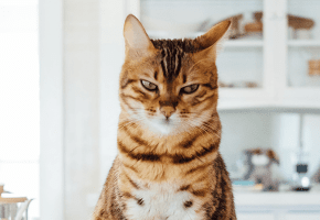 desparasitar-gato