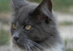 chat---4---1680-x-300-