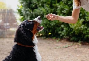 Pet owner giving Veggiedent