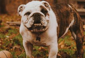 perro_otoño_hojas