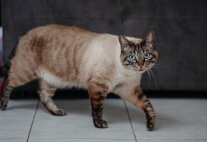 Cat walking