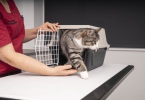Cat at the vet