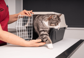 Cat_getting out of its carrier_clinic_with vet_advice