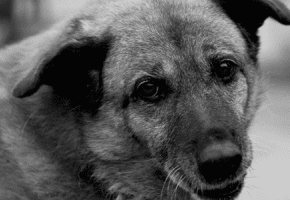 beneficios_adoptar_mascota