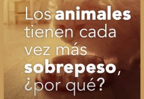 mascotas-unicas
