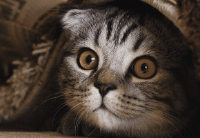 gato_escondido_miedo