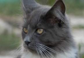 chat---4---1680-x-300-