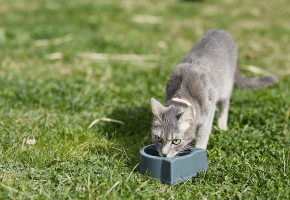 Cat_drinking on grass_outdoor_alone_advice