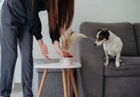 feromonas-calmantes-perros