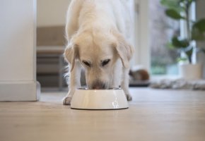 Dog eating