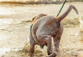 perros-playa
