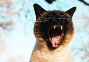 alimentacion-optima-gato