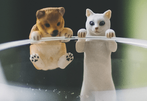 nutricion_perros_gatos