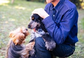 Two dogs with pet owner