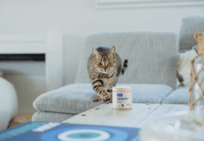 Solución-feromonas-sin-electricidad