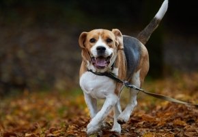 Dog running - automn