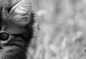 A7304626-resize1680x1120-crop1680x445-crop1680x271