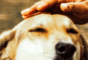 perro-sin-raza