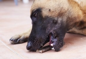 Dog with veggiedent