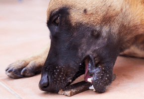 Dog_Veggiedent chew_eating_outdoor_alone_advice