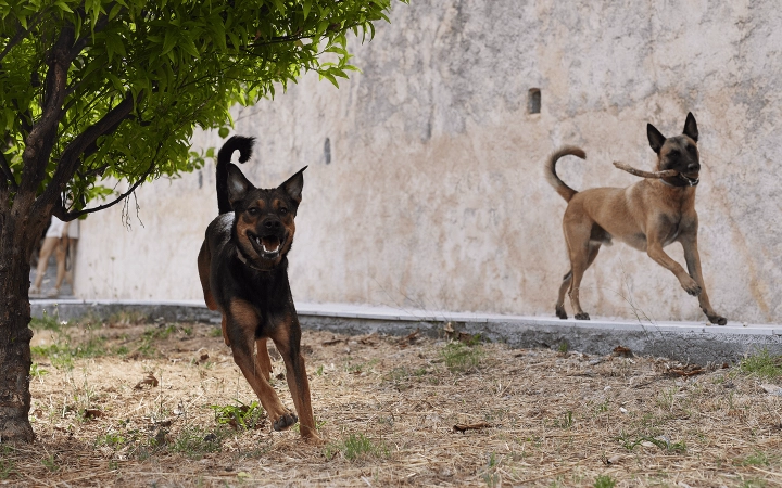 Dogs_two large dogs running_outdoor_alone_advice