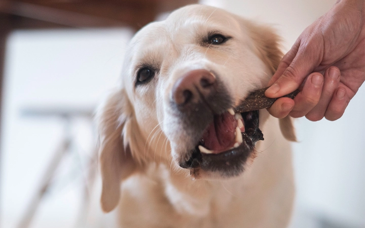 Snacks dentales para perros