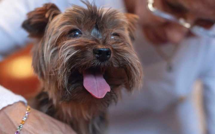 Happy Yorkshire Terrier dog with tongue out sitting near a person wearing glasses.