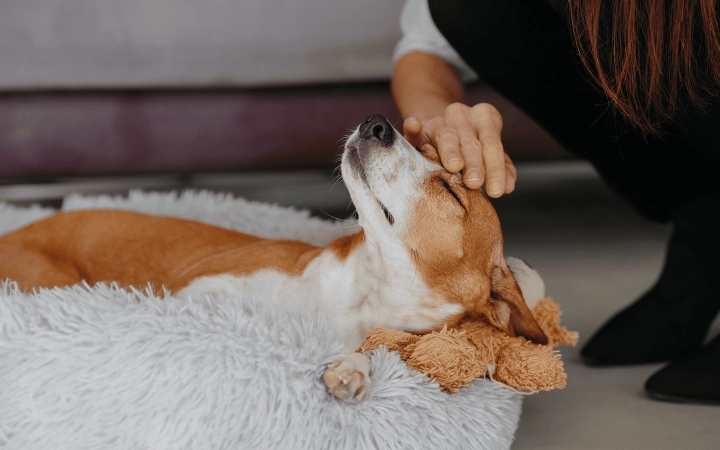 Dog_relaxing in his bed_indoor_with pet owner_advice