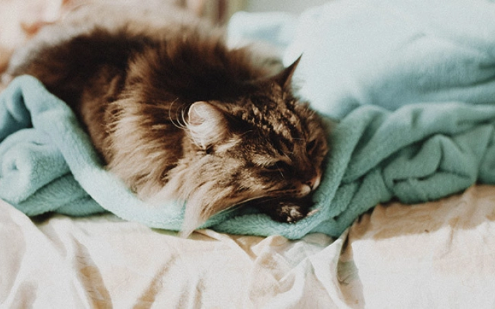 ¿Cuáles son las señales de que mi mascota tiene sobrepeso?