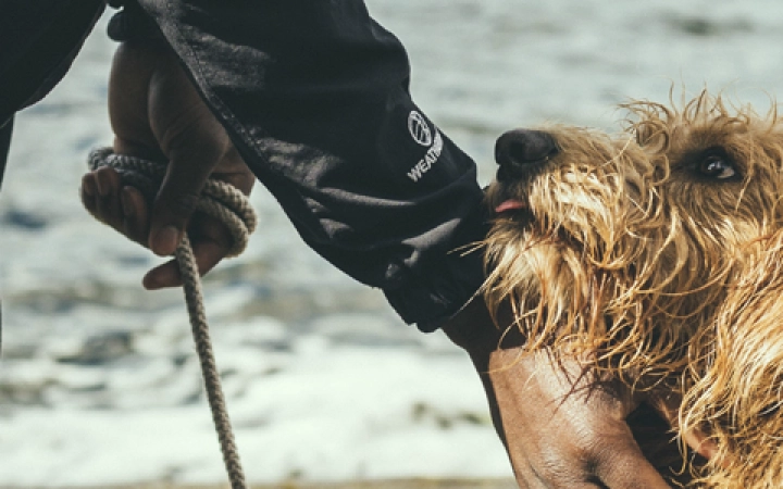 leishmaniosis-humanos