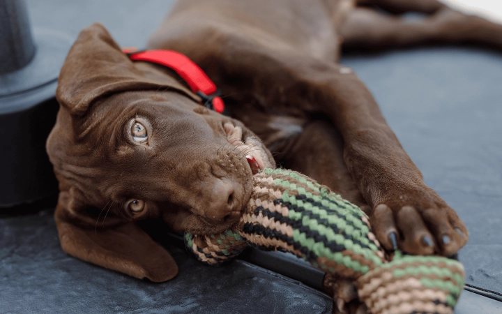 Puppy_lying with its toy in his mouth_outdoor_alone_advice