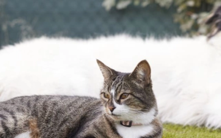 gato-perro-pienso-virbac