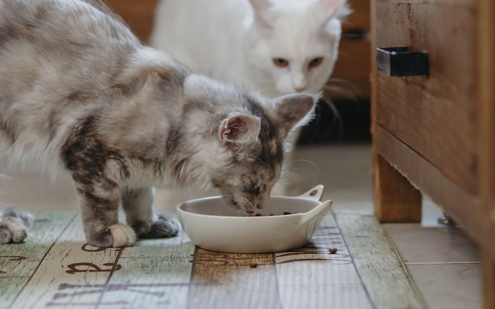Nutrición saludable para gatos
