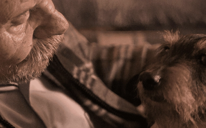 alimentacion-perros-mayores