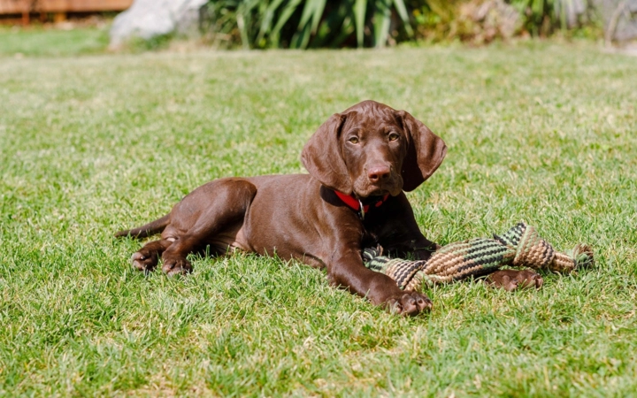 Dog_lying down on grass with its toy_outside_alone_advice
