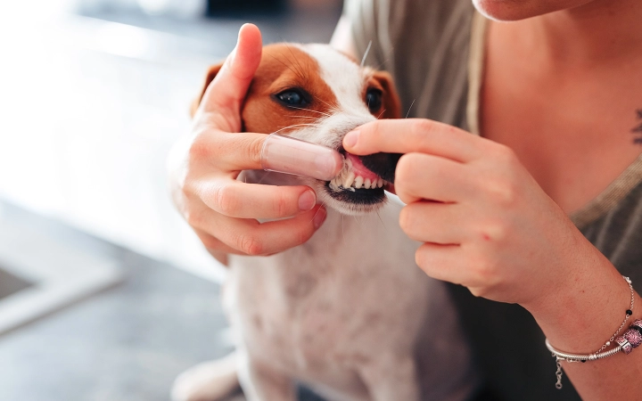 Perros con enfermedad periodontal