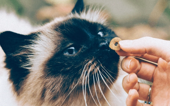 alimentacion_mascotas