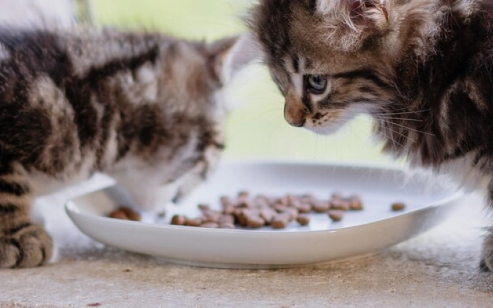 2020-07-31_A7R00007 (1)