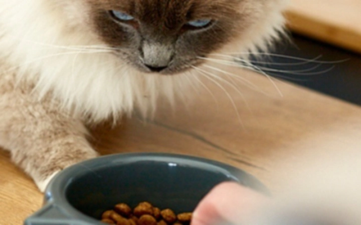 obesidad_gatos_perros