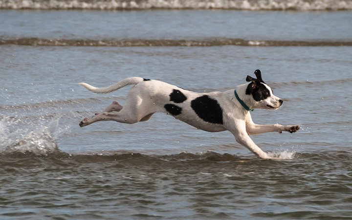 ejercicios-perros-con-sobrepeso