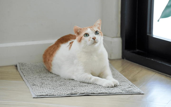 Cat_overweight cat lying on a rug_indoor_alone_advice
