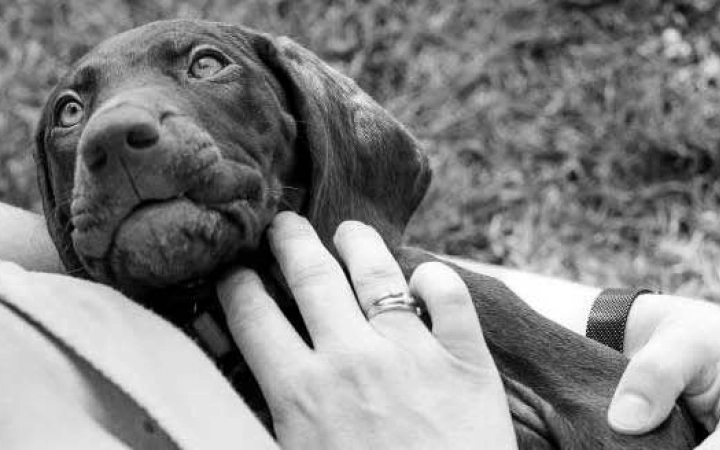 31A5745-resize1680x1120-crop1674x328-1