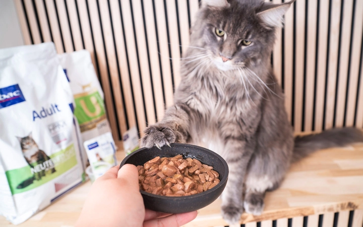 Comida húmeda favorita para gatos